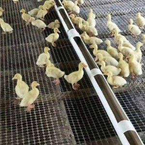 塑料养殖网